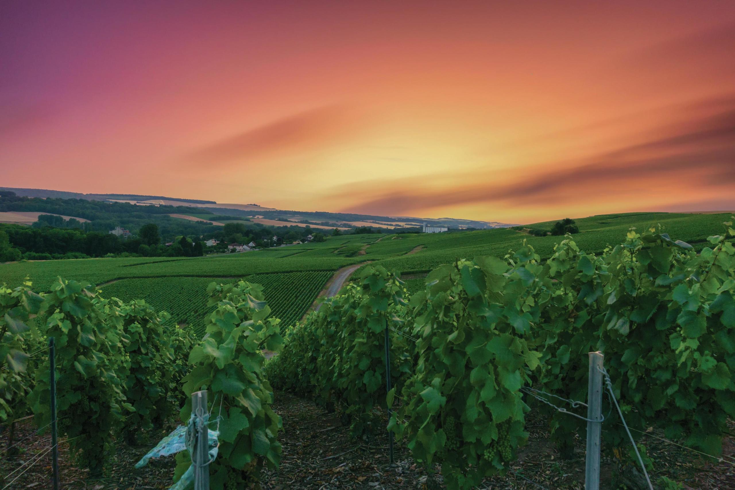 Vignoble à l'aube