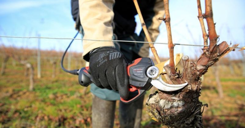 Champagne Boizel - Taille de la vigne