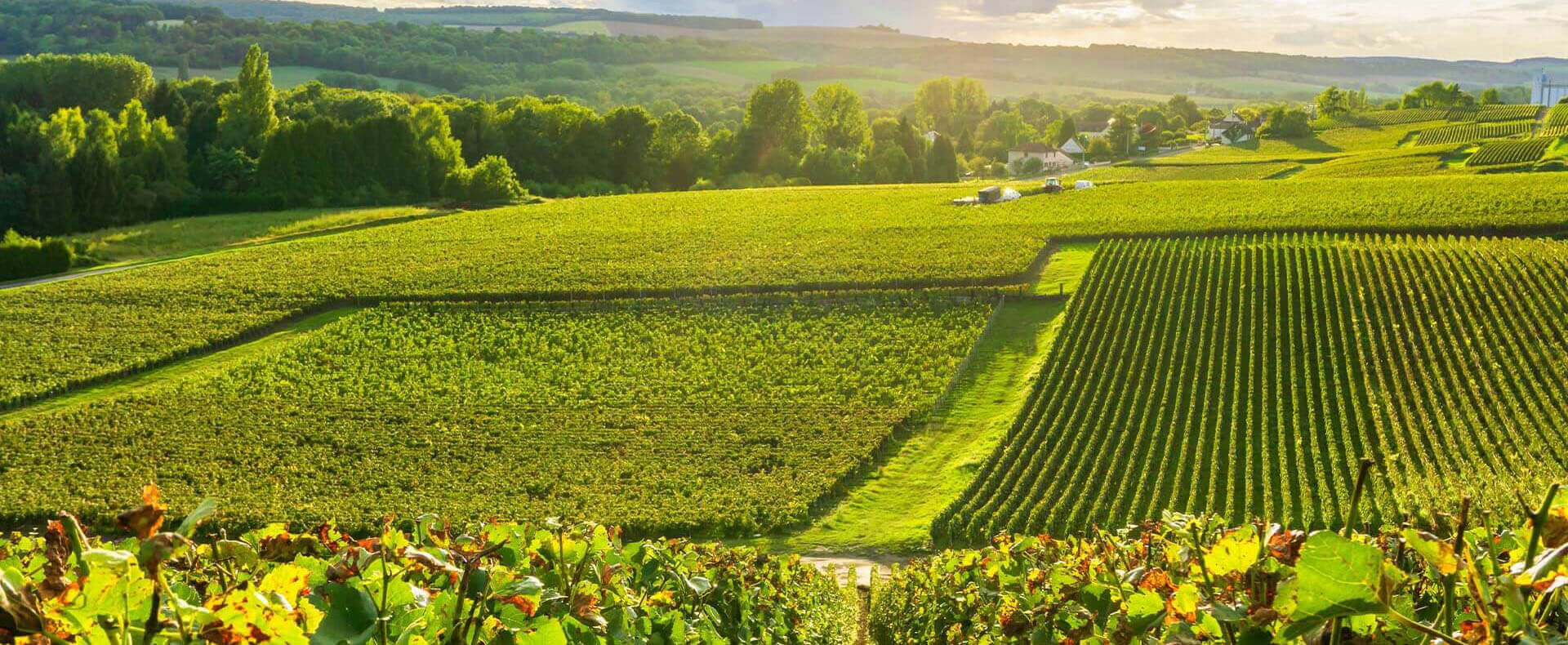 La famille - Champagne Boizel - Epernay France