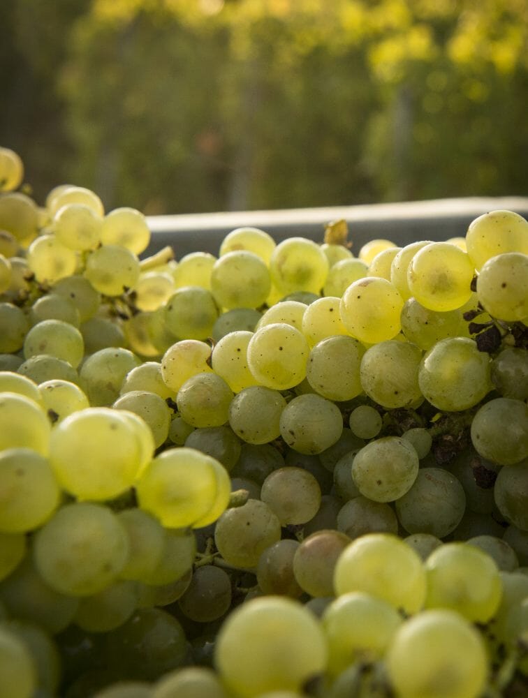Une très belle vendange - Champagne Boizel - Epernay France